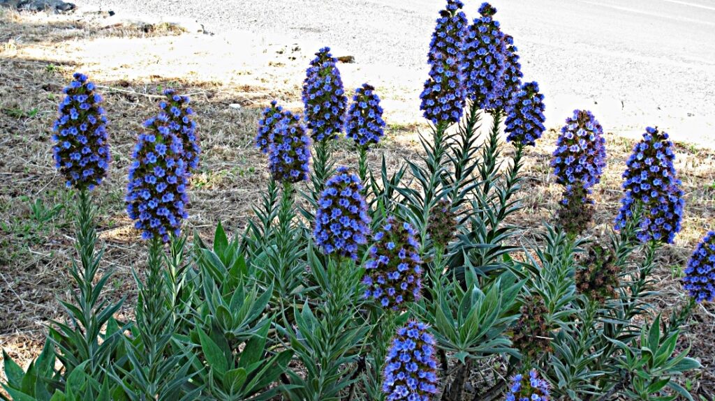 Pride of Madeira