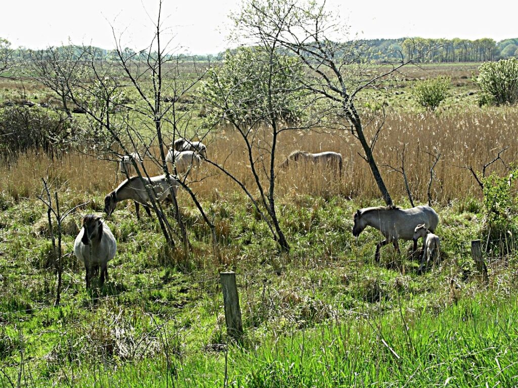 Koniks Geltinger Birk