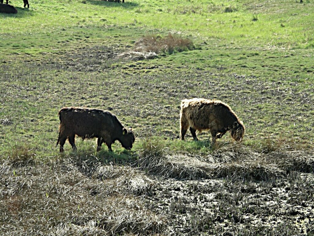 Geltinger Birk Galloways