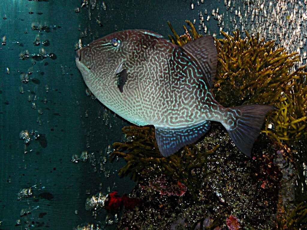 Aquarium Porto Moniz