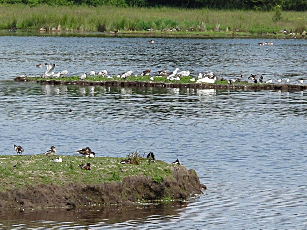 Geltinger Birk