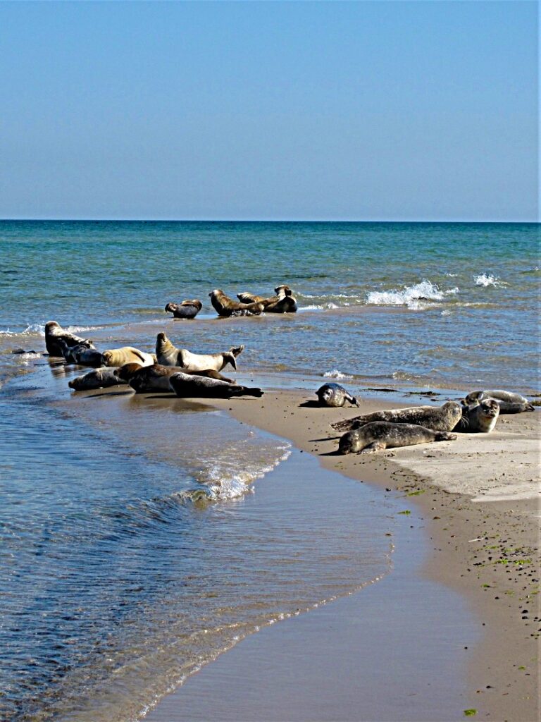 Grenen