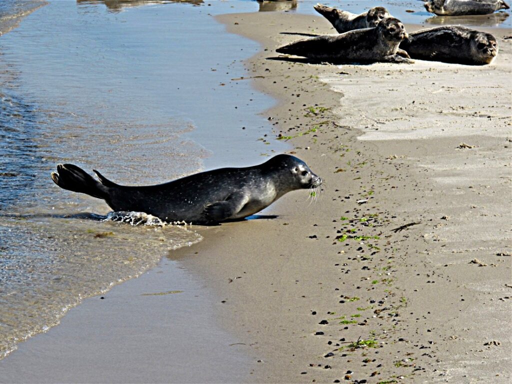 Grenen Seehunde