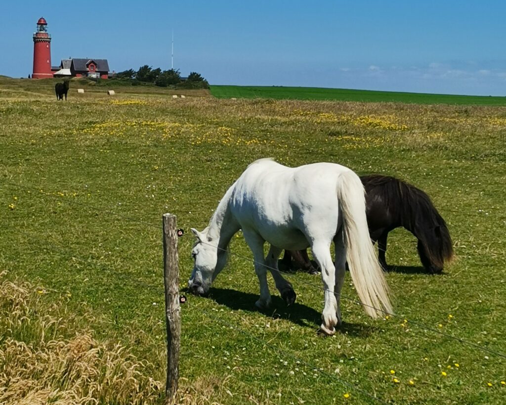 Bovbjerg Fyr