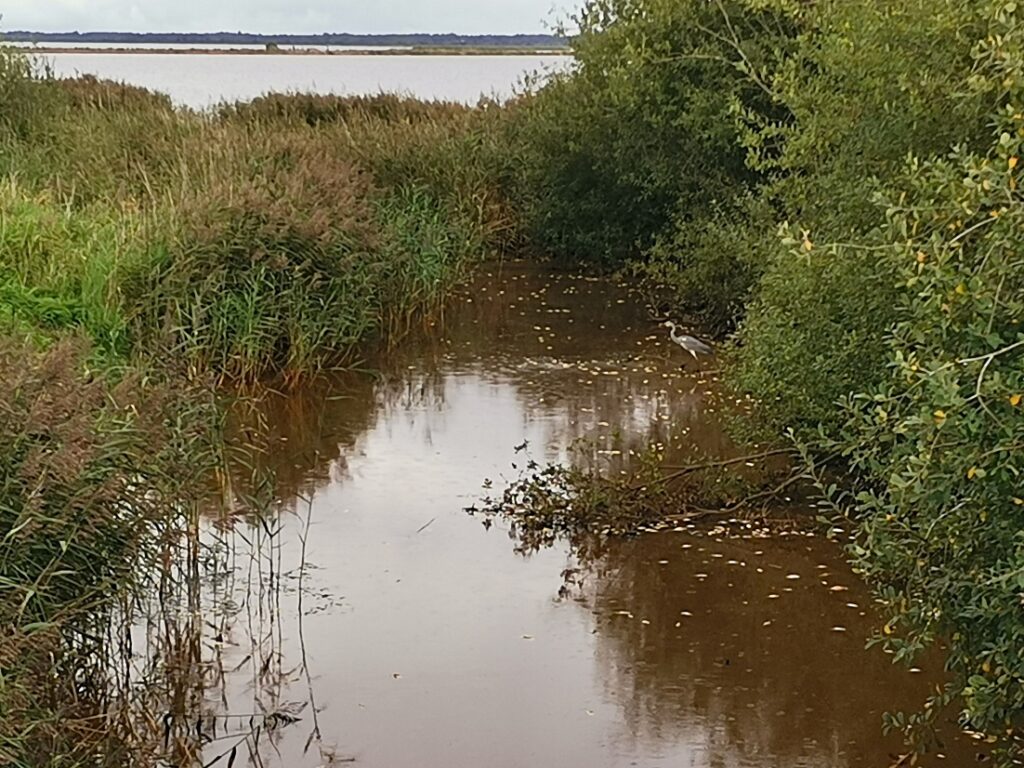 Filsø Naturjuwel