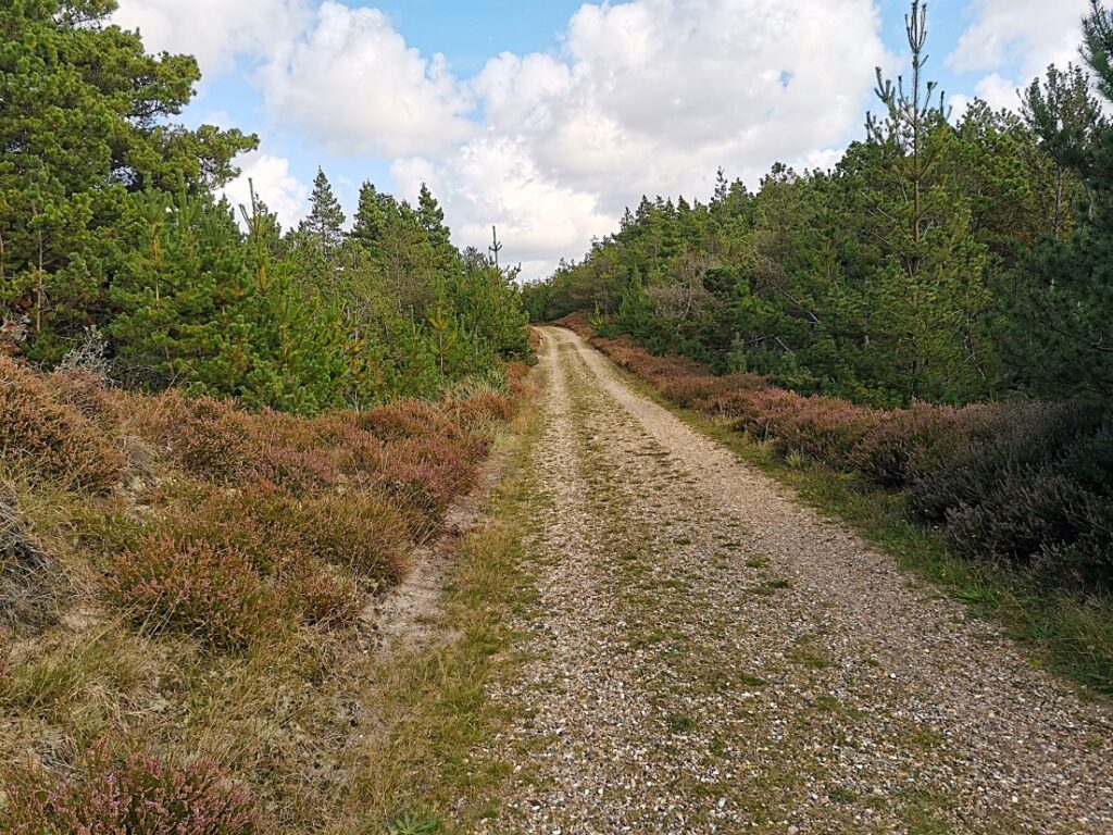 Kærgård Klitplantage