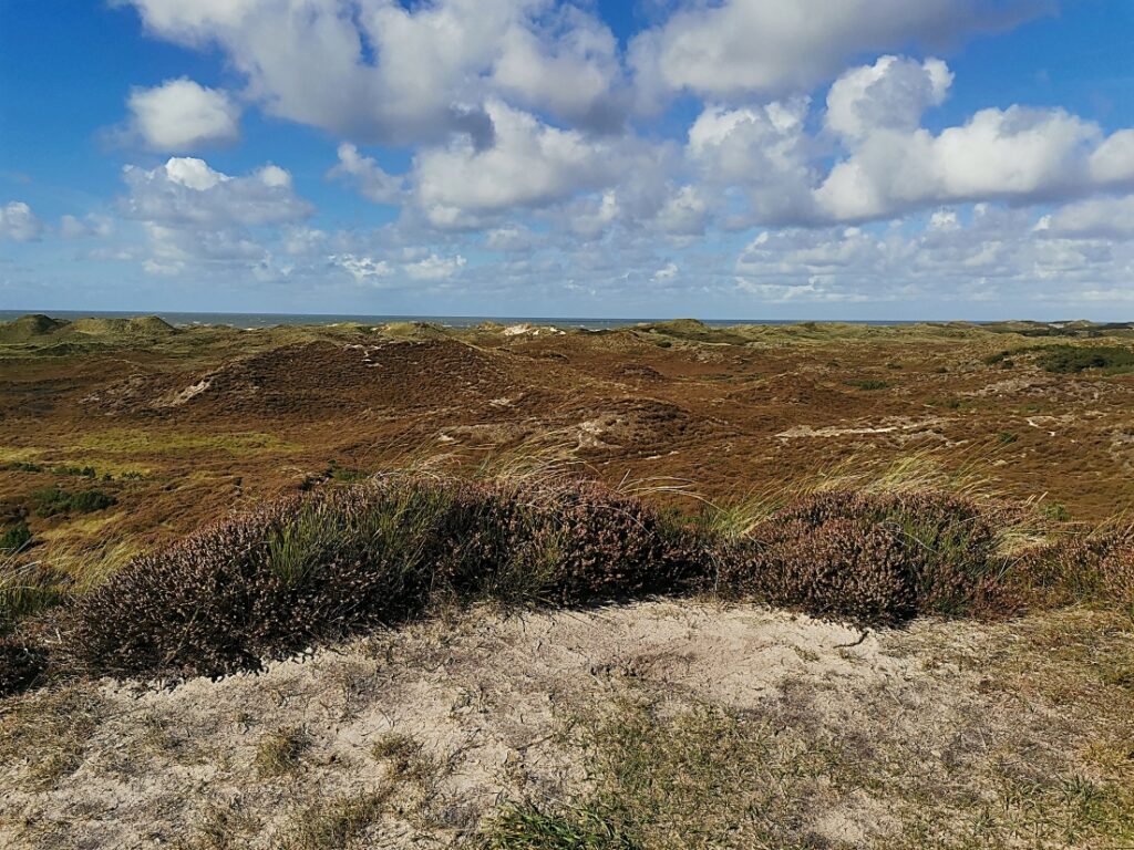 Kærgård Klitplantage