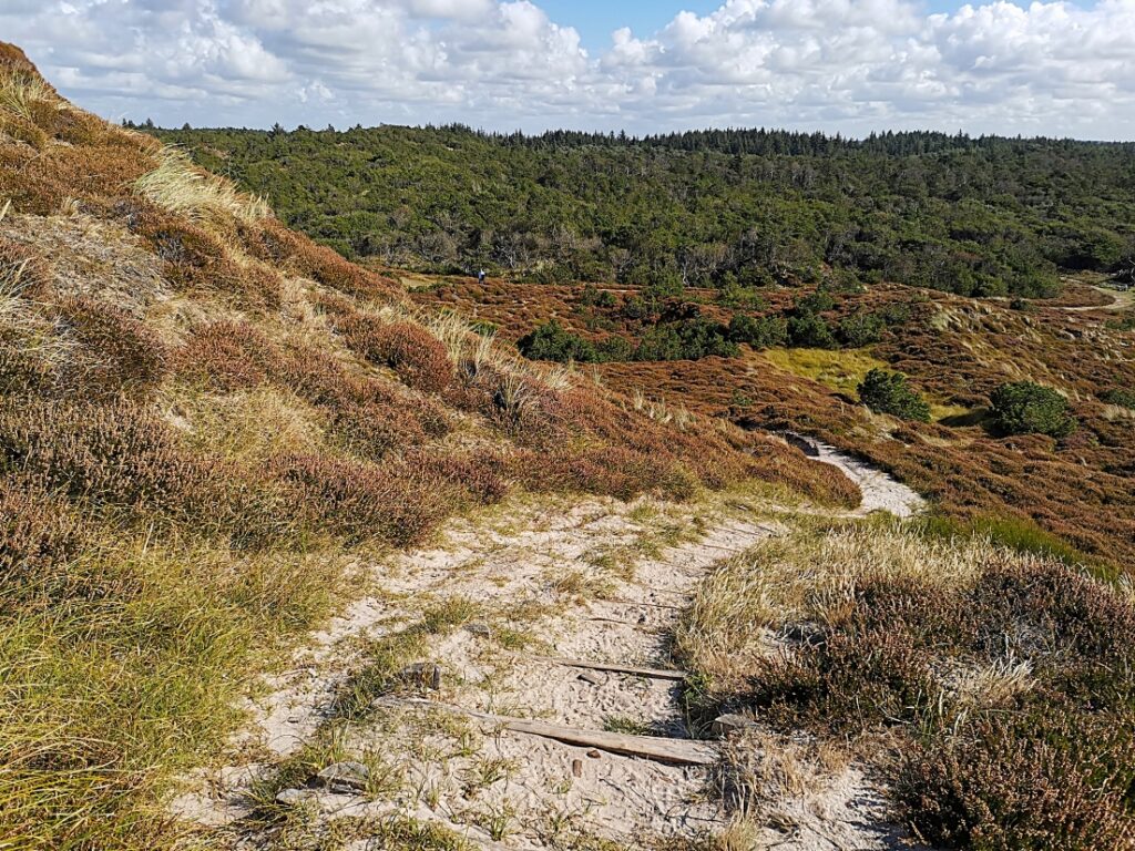 Kærgård Klitplantage