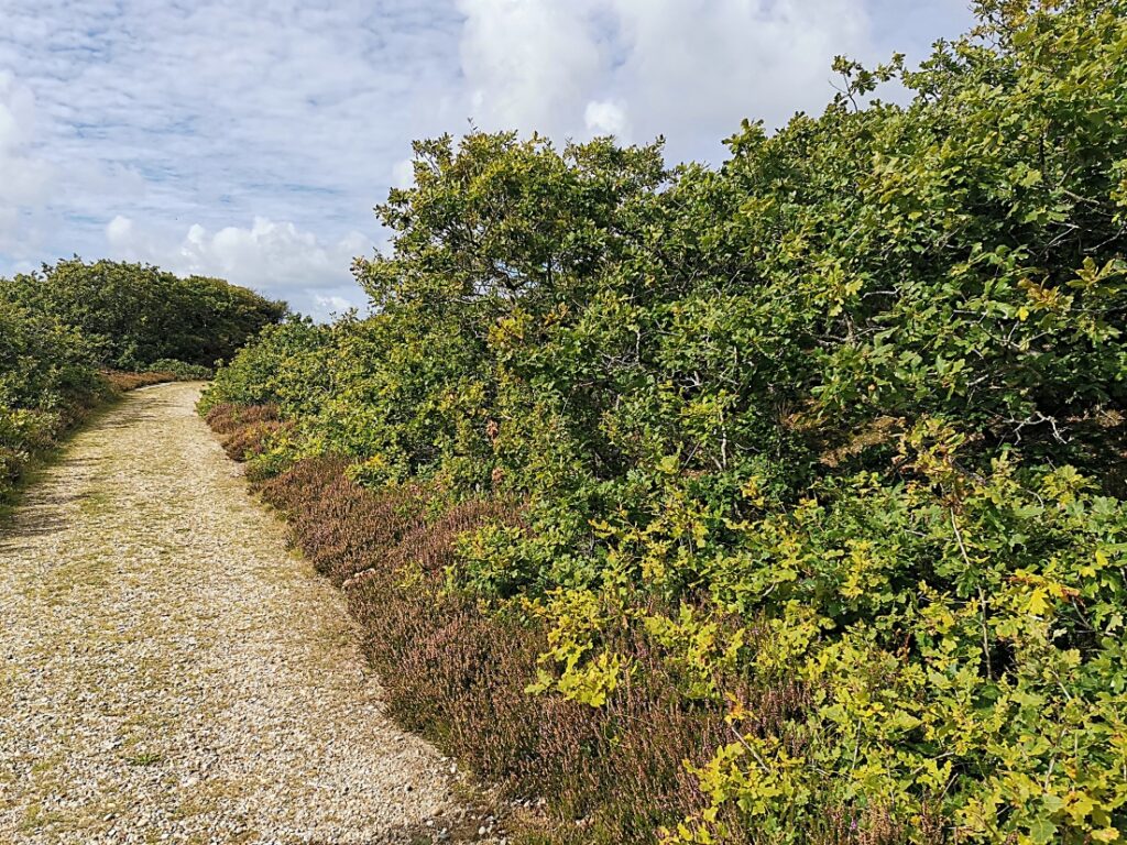 Kærgård Klitplantage