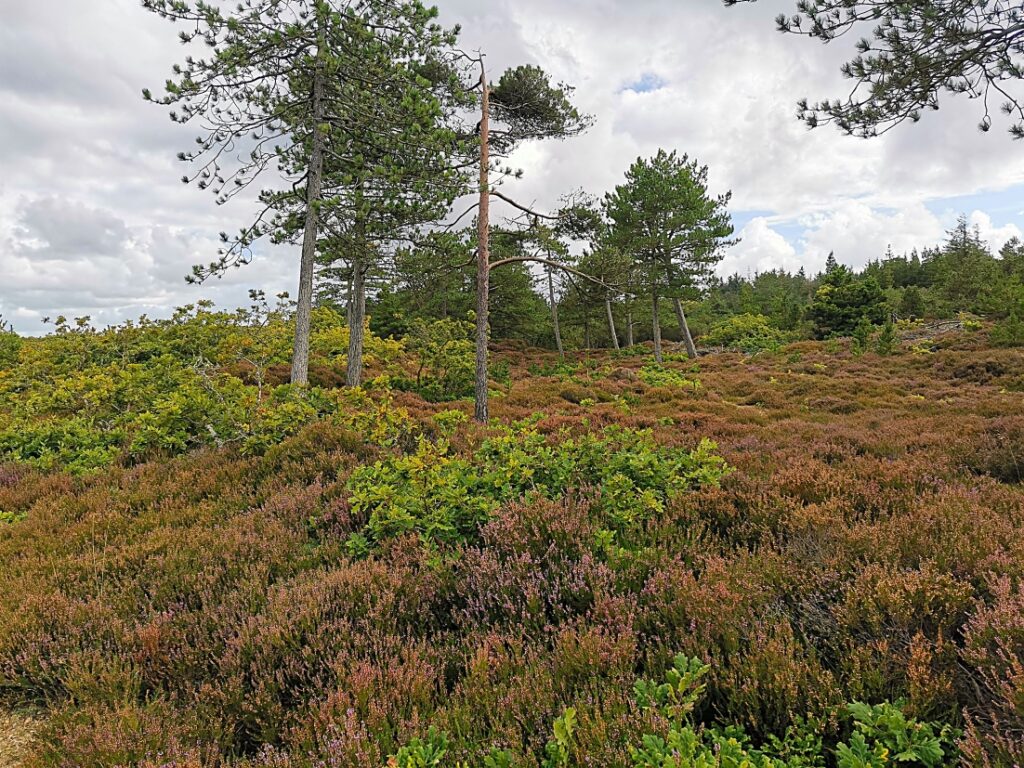 Kærgård Klitplantage