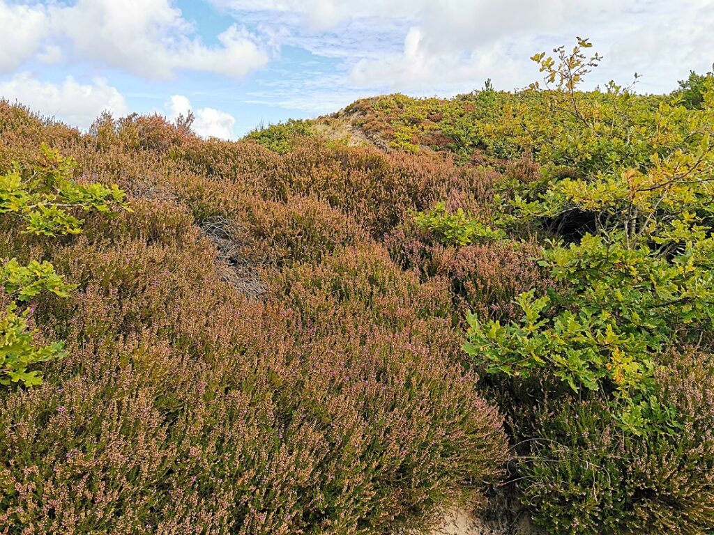 Kærgård Klitplantage