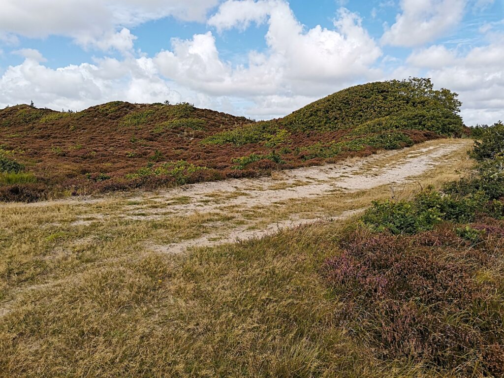 Kærgård Klitplantage