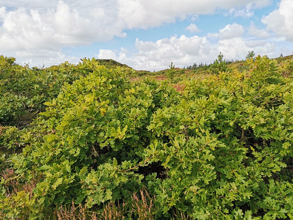 Kærgård Klitplantage