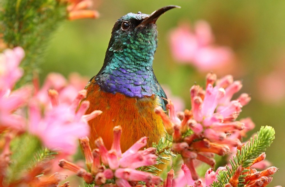 Südafrika Roadtrip planen