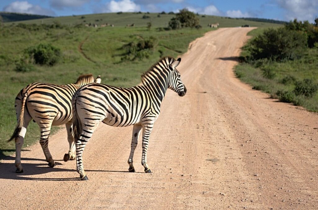 Südafrika Roadtrip planen