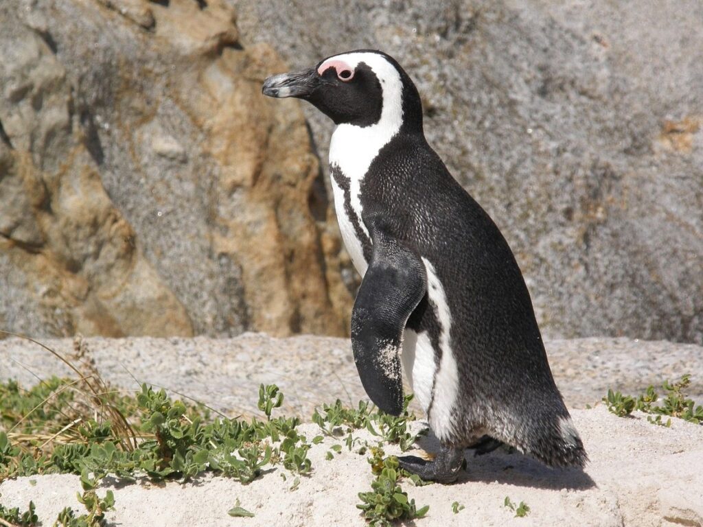 Südafrika Roadtrip planen